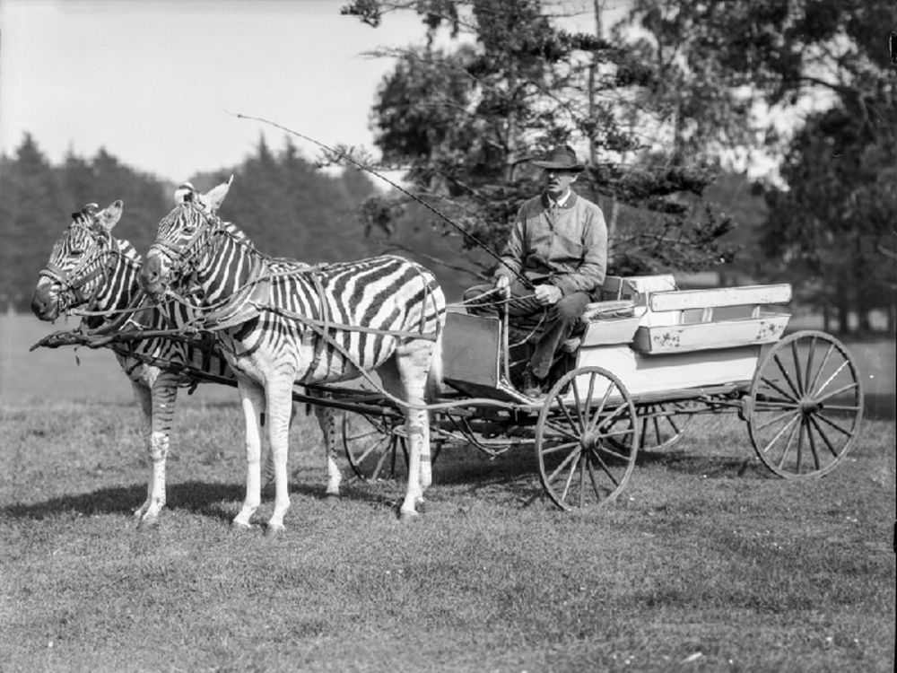 16 Vintage Photographs That Show People Riding Zebras From the Late 19th and Early 20th