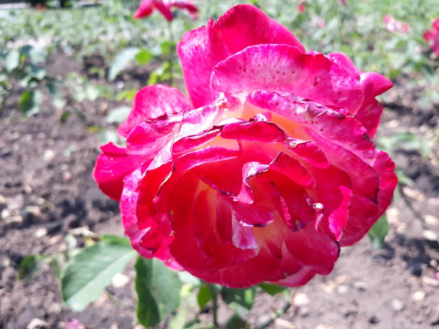 Питомник долина роз заокский. Долина роз в Башкирии. Саженцы роз из питомника Долина роз. Долина роз Тюмень.