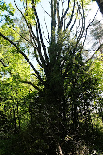 Powiat szczycieński i okolice historia, zabytki i archiwalia Ciemna