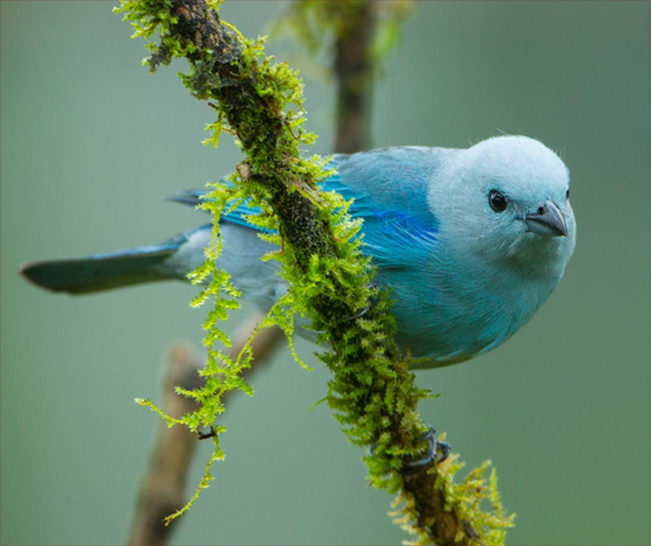Bellas Aves de El Salvador: Thraupis episcopus (tángara azulejo) Residente