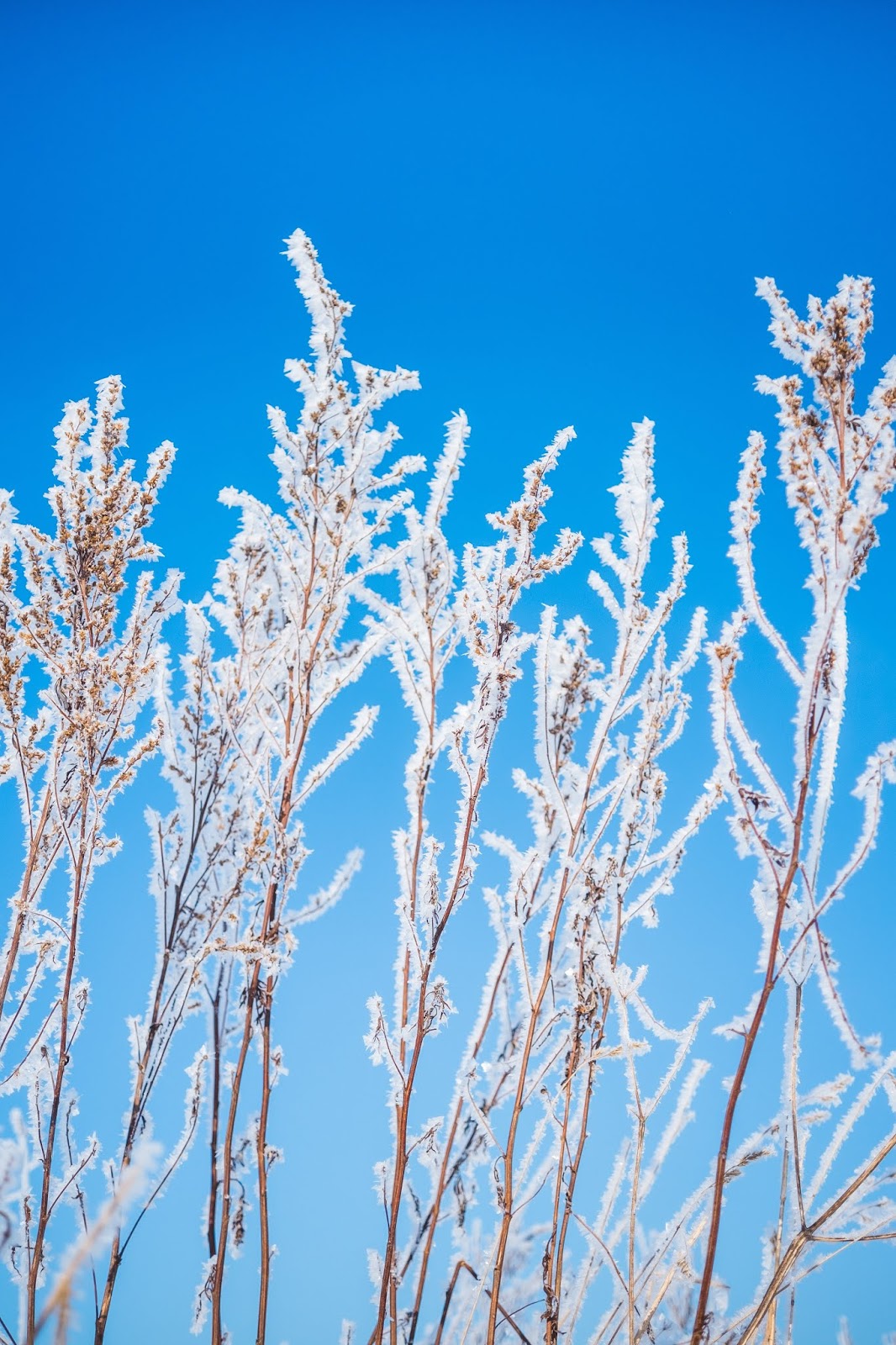 FROST: What is Frost How Frost is Formed Types of Frost Which FROST: What is Frost How Frost is Formed Types of Frost Which