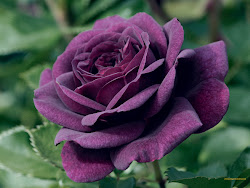 purple roses rose lap flowers flower wallpapers dark pink rosa colored colour bush valley bushes stem unknown posted blues