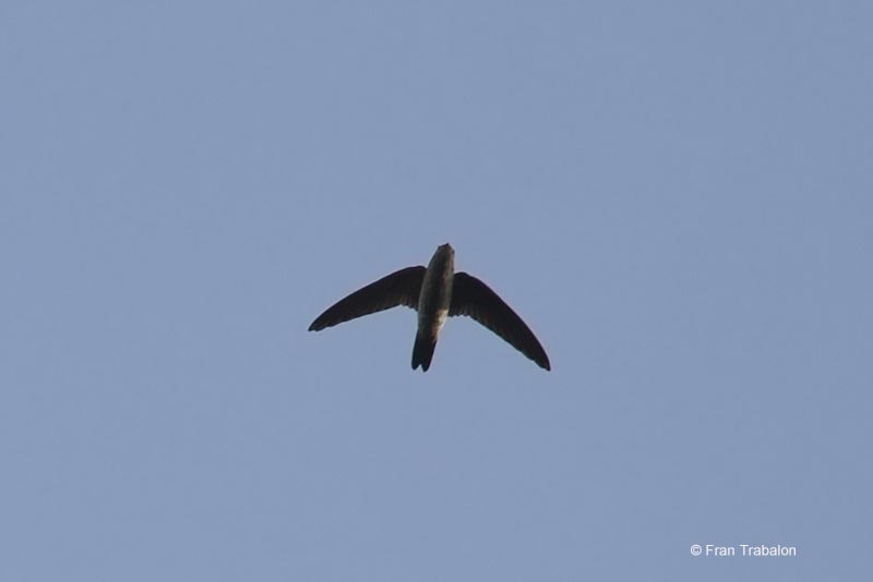 ZAGROS NATURE IMAGES Aerodramus Swifts