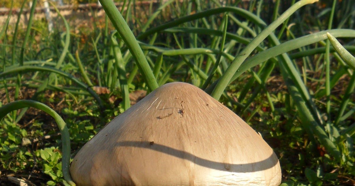 Annie's Journal Mushroom rich healthy soil