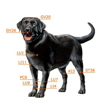 MEDICINA VETERINÁRIA - ANIMAIS DE COMPANHIA: APLICAÇÃO DA ... spinal diagram chart 
