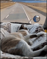 Amazing Cat GIF • Cool cat resting in his comfy bed in a truck cab The best companion for long road