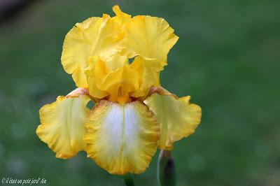 iris Light Beam jaune et blanc