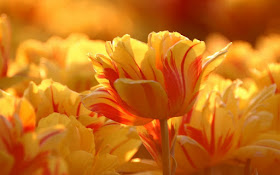 tulipanes-de-petalos-amarillos