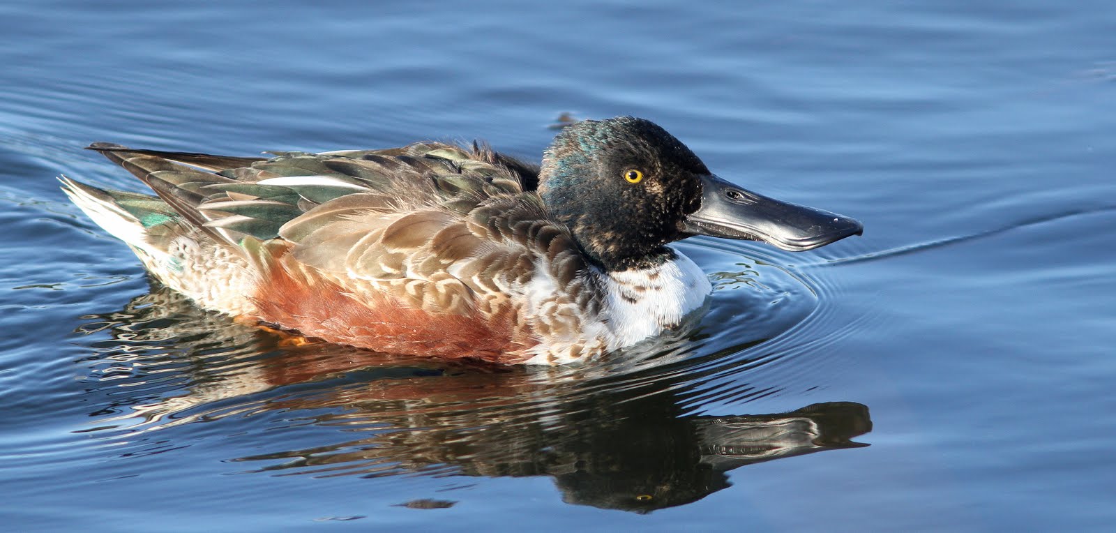 Shoveler