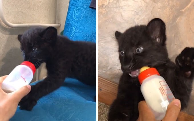 Rejected By Birth Mother, This Baby Panther Was Adopted, And Grows Up Happily With Its Doggy Sibling And Human Mom   