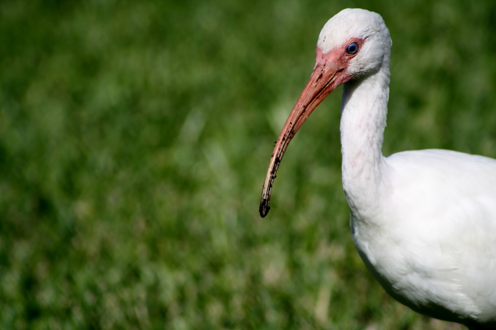 Crystals Natural World Photography Blog Common Wading Birds Of florida White Ibis ) we will