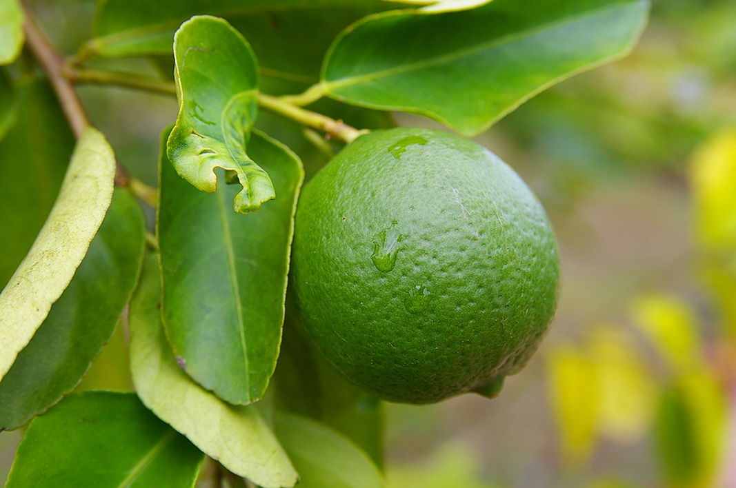 32 Benefits of Lime (Citrus aurantifolia) for Health and Beauty
