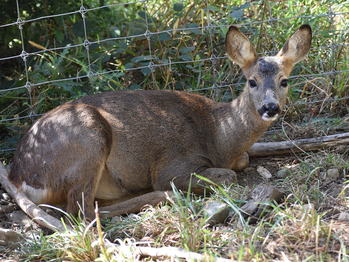 ZOOTOGRAFIANDO (6.100 ANIMALS): CORZO / EUROPEAN ROE DEER (Capreolus ...
