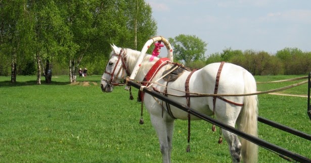 The horse essay in hindi picture