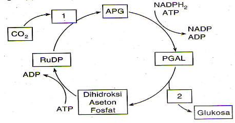 Perhatikan Bagan Siklus Calvin Reaksi Gelap Berikut Berdasarkan Bagan Tersebut Maka Yang Bernomor 1 Dan 2 Mas Dayat