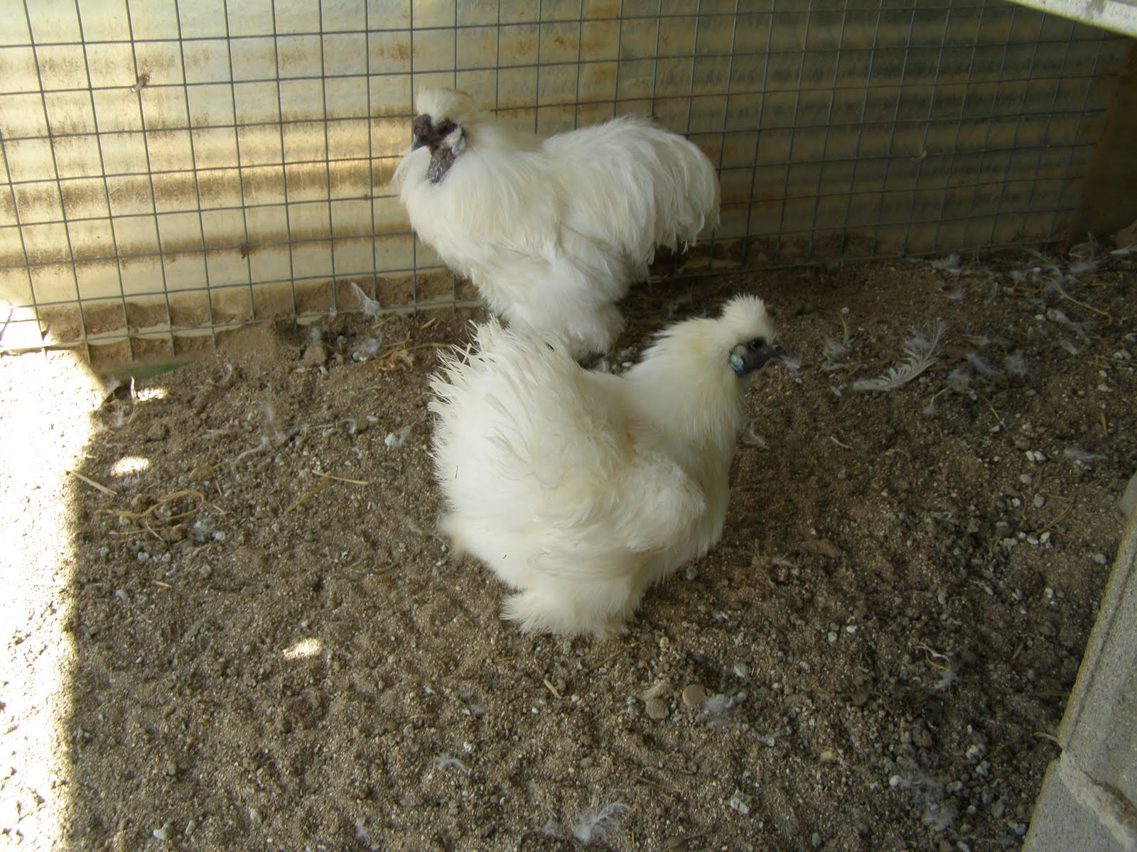 lasavesdelpichon: GALLINA SEDOSA JAPONESA