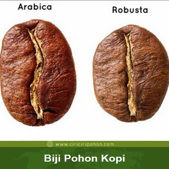 ciri ciri pohon robusta