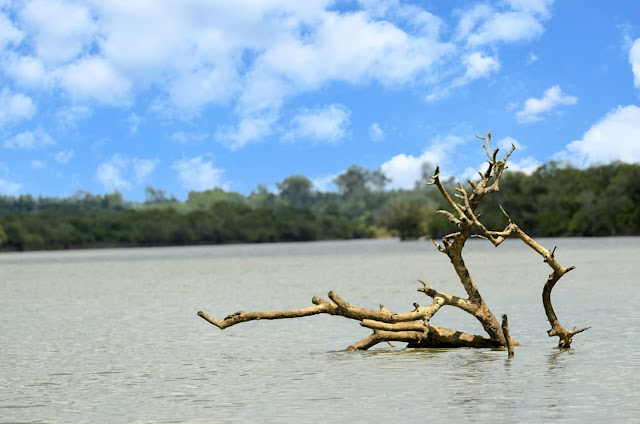 Bichitrapur Mangrove, Balasore, Odisha