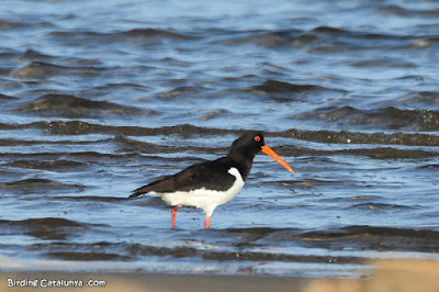 Garsa de mar (Haematopus ostralegus)