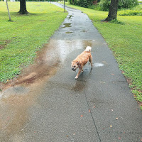 Wet dog walking on a leash on a sidewalk with puddles