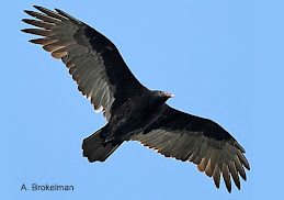 Turkey Vulture