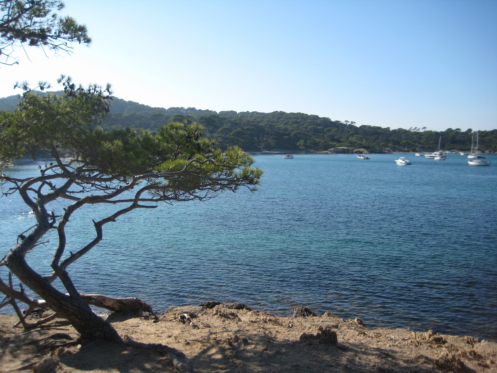 La Vie des Feins Iles des Porquerolles