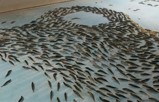 Εσείς θα κάνατε πατινάζ πάνω σε χιλιάδες κατεψυγμένα ψάρια;