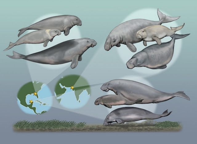 Эта реконструкция иллюстрирует многовидовые сообщества морских птиц трех разных периодов времени и океанических бассейнов. Каждая морская река представляет собой отдельный вымерший вид дюгоней. (Carl Buell)