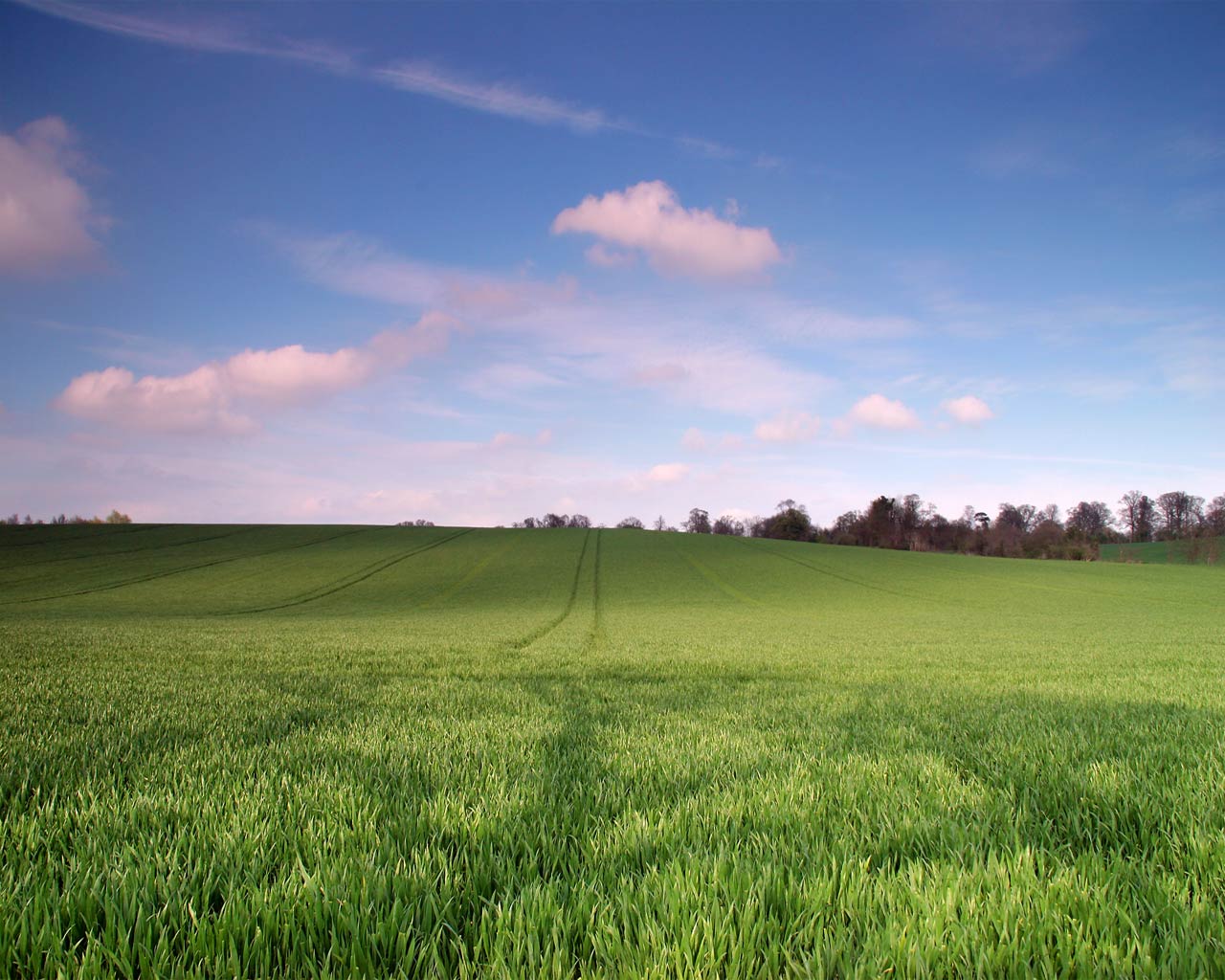 Gambar Wallpaper Ladang Gandum Terindah | wallpaper