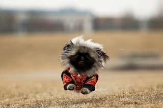 yavru affenpinscher