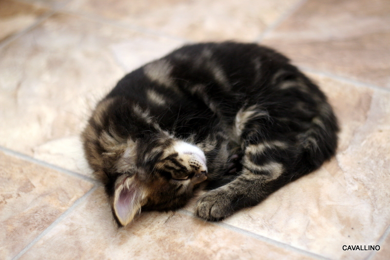 Cavallino 猫 ねこ ネコ 子猫のあくび特集 子猫通信