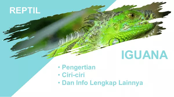 Pengertian Iguana, Ciri, Habitat, Dan Info Lengkap Lainnya
