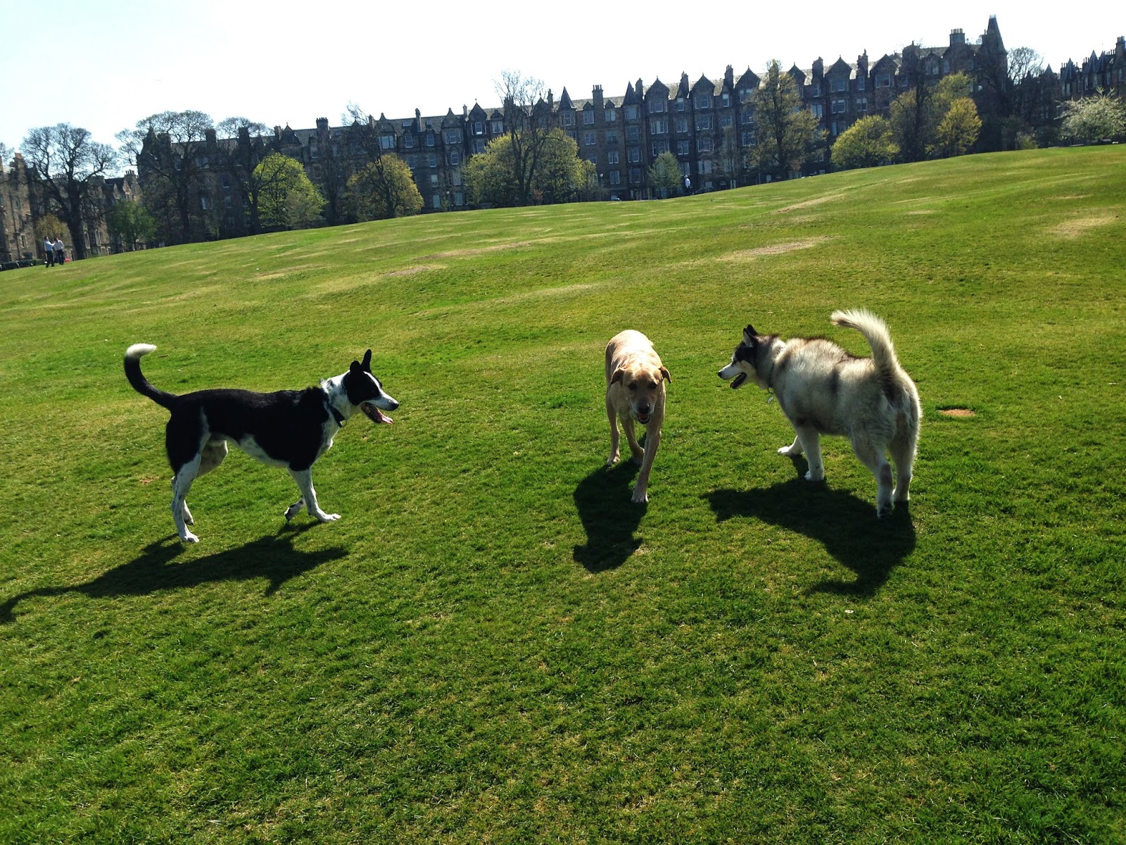 The Walks Gallery / Furever Dog Walker Edinburgh Scotland Furever Dog Walker Edinburgh Scotland