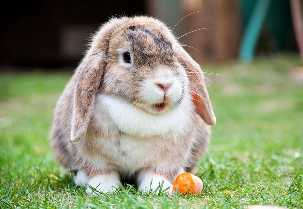 Kelinci Tips Memelihara Anak Kelinci Bagi Pemula