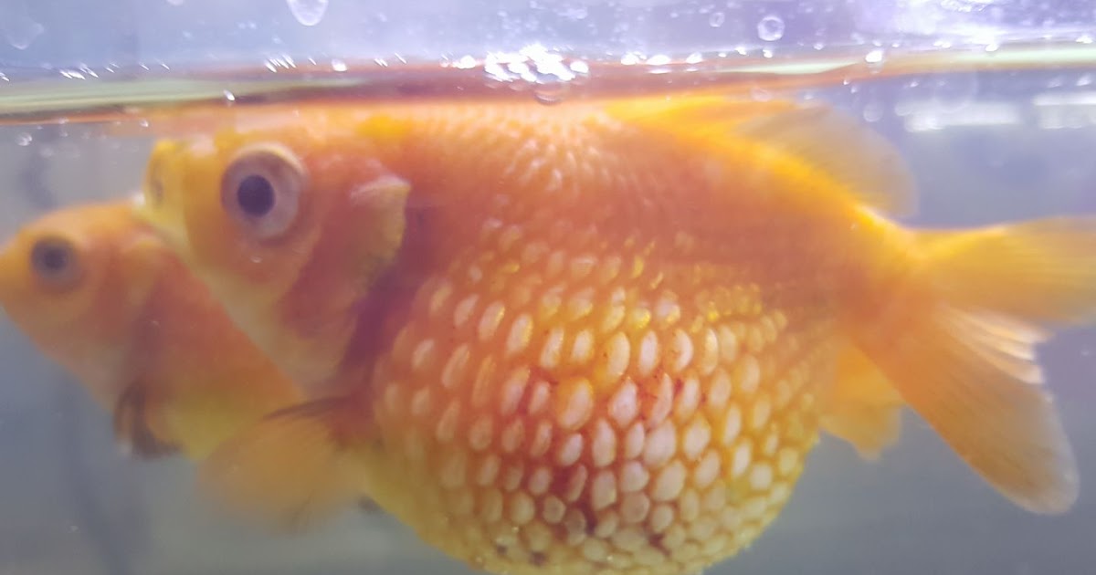 金魚&水族快訊Goldfish & Aquarium Messages 魚氯中毒的症狀及治療(Symptoms and Treatment