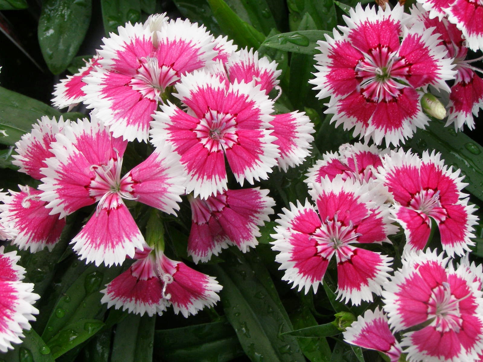 Dianthus Flowers World
