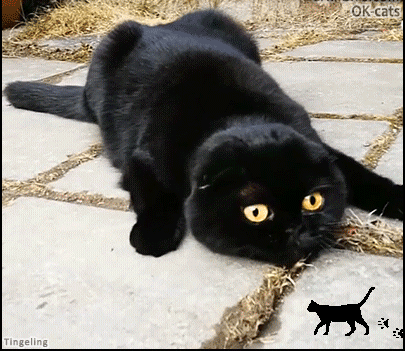Art Cat GIF • Funny black cat bobbing head looking at black animated cat walking back and forth Art Cat GIF • Funny black cat bobbing head looking at black animated cat walking back and forth