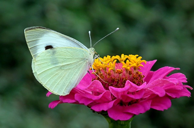 zinnia