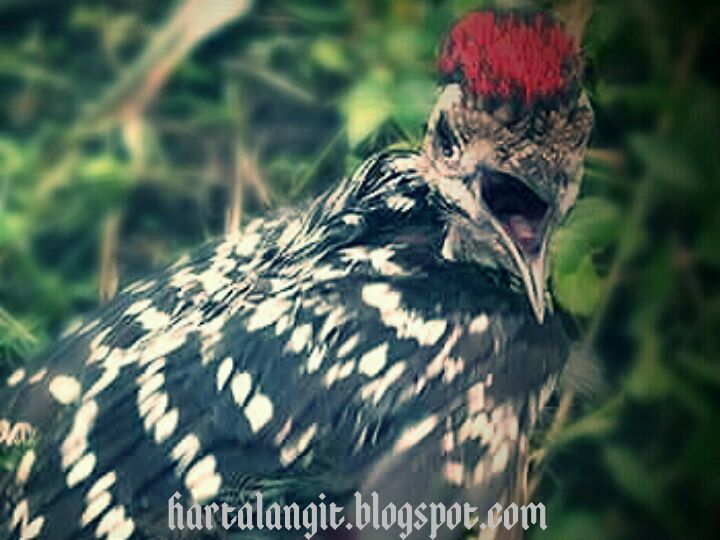 Khasiat Supranatural Burung Pelatuk Bawang Harta Langit