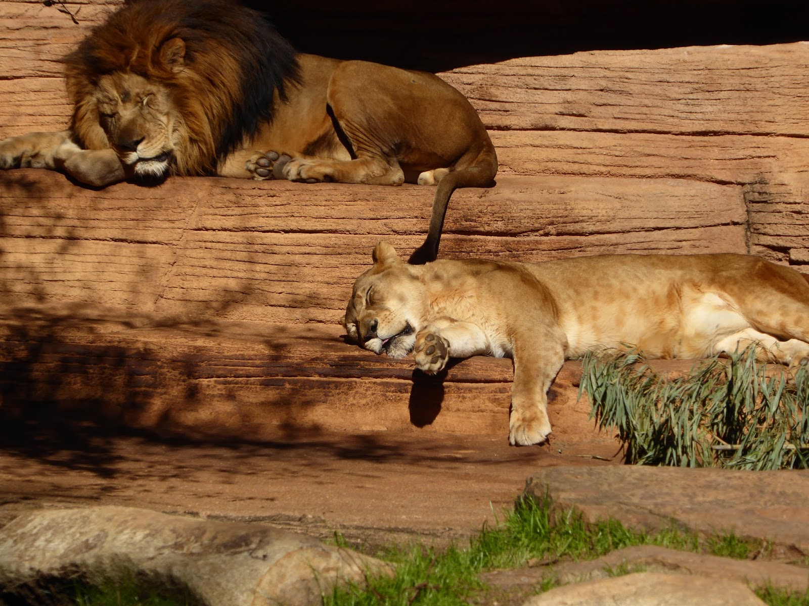 Everyday Blessings: Riverbanks Zoo - Field Trip