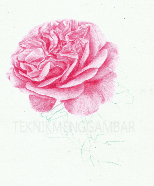 42+ Gambar Bunga Mawar Arsiran Pensil Paling Dicari - Informasi Seputar