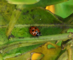 ladybird ramblings mumsey eleven spotted