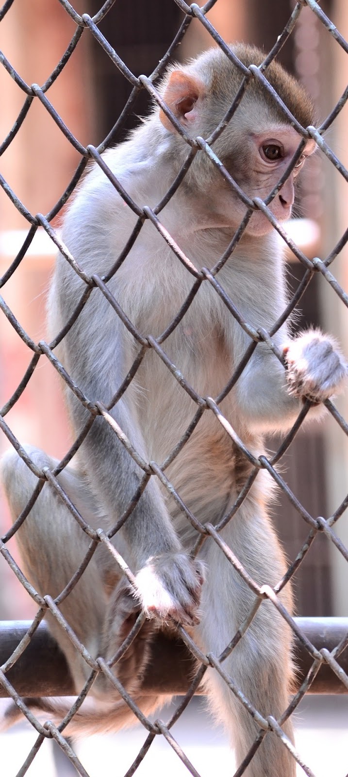 Caged monkey.