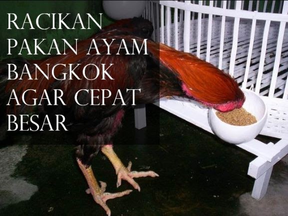 Racikan Pakan Ayam Bangkok Agar Cepat Besar Dan Gemuk Beternakdirumah