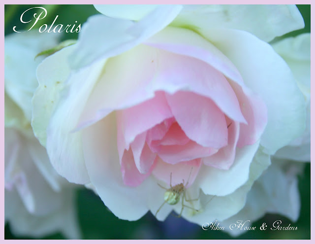 Aiken House & Gardens: Soft Pinks