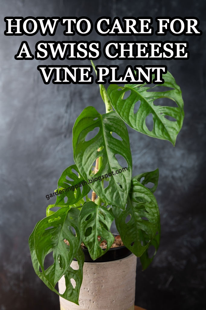 How to Care for ( Monstera adansonii ) Swiss Cheese Vine Plant