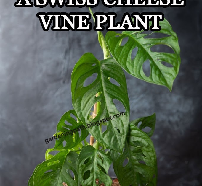 How to Care for ( Monstera adansonii ) Swiss Cheese Vine Plant