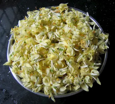 Moringa oleifera flowers Moringa oleifera flowers