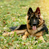 The German Shepherd Handbook #Review Dogs
