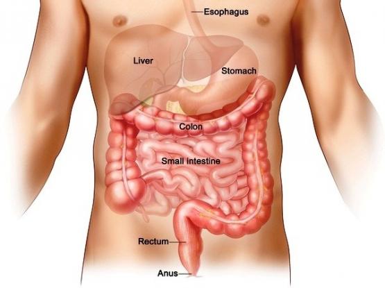 Πολύποδες Παχέος Εντέρου: Οι τροφές που πρέπει να αποφεύγεις συστηματικά 